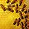 Honey Bee Wallpaper Background