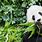 Hong Kong Ocean Park Panda