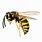 Hornet Identification Wasp Yellow Jacket