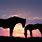 Horse Background Sunset