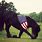 Horse Bowing with American Flag