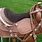 Horse Tack Pictures