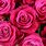 Hot Pink Roses Pretty