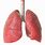 How Big Is a Lung
