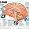 How Human Brain Works