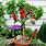 How to Grow Dwarf Fruit Trees