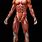 Human Body Musculature