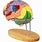 Human Brain Anatomy Model