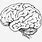 Human Brain Sketch