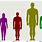 Human Height Comparison