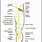 Human Leg Nerves Diagram