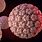 Human Papillomavirus HPV Cancer