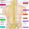Human Spinal Nerve Anatomy