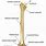 Humerus Bone Parts