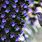 Hummingbird Blue Flower