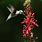 Hummingbird Cardinal Flower