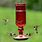 Hummingbird Feeder Bottle