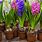 Hyacinth Flower How to Grow