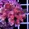 Hyacinthus Coral