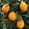 Hybrid Lemon Orange Tree
