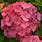 Hydrangea King George