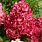 Hydrangea Paniculata Diamant Rouge