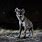 Hyena Night