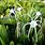 Hymenocallis Spider Lily
