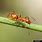 Hymenoptera Formicidae