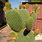 Identify Cactus Plants
