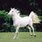Image of a White Horse