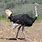 Images of Ostriches