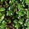 Images of Thyme Plant
