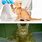 Inappropriate Cats