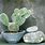 Indoor Cactus Plants Types
