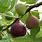 Indoor Fig Tree Fruit