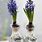 Indoor Hyacinth Bulbs