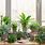Indoor Plants Wallpaper