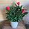 Indoor Rose Plant