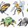 Insect Pokemon