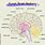 Inside Human Brain