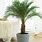 Interior Palm Trees