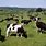 Ireland Cows