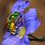 Iridescent Green Bee