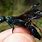 Iridescent Wasp