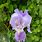 Iris × Germanica