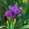 Iris Flower Stem