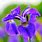 Iris Flower Types