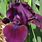 Iris Sibirica Purplelicious