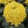 Irregular Incurve Chrysanthemum
